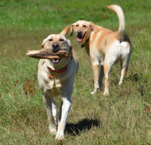 dog_8251-copy