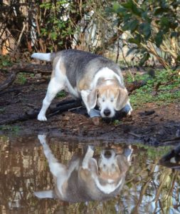 dog_4