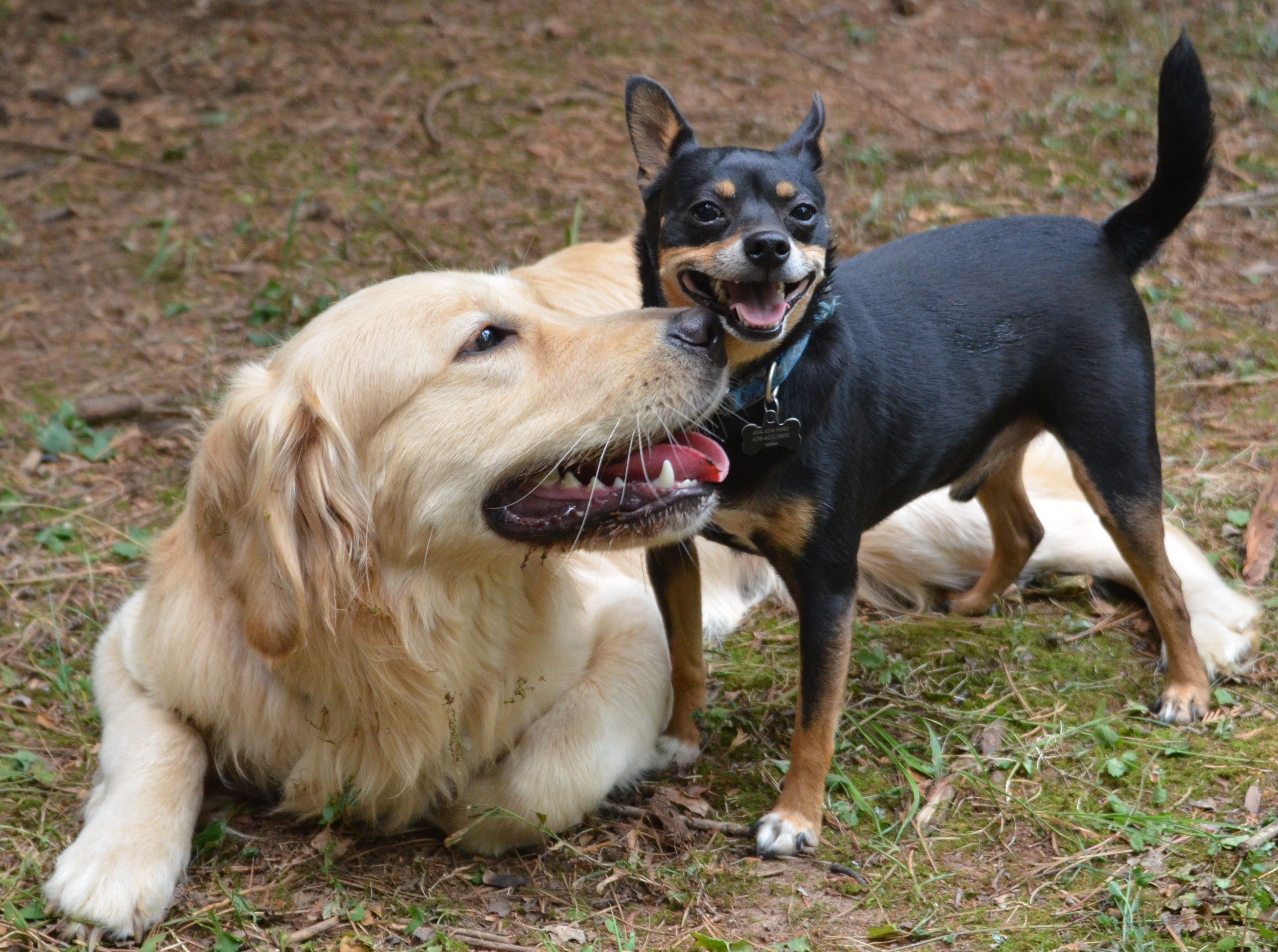 Photos All Inclusive Canine Vacation and Rehabilitation
