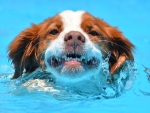 DOG_0117