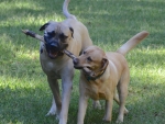 DOG_0184