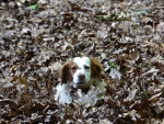 DOG_0794