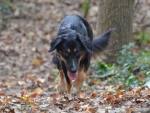 DOG_0906