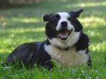 DOG_1135