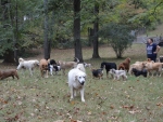 DOG_1676