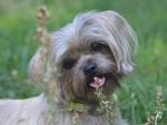 DOG_2598