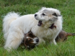 DOG_2784