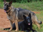 DOG_2788