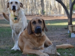 DOG_2795