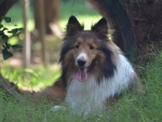 DOG_2834