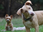 DOG_2888