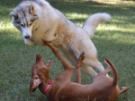 DOG_3162