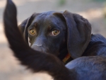 DOG_3245