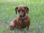 DOG_3389