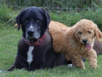 DOG_3736
