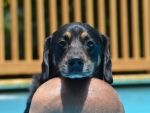 DOG_3745