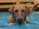 DOG_3779