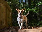 DOG_3860