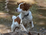 DOG_3972