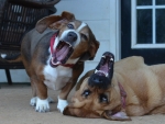 DOG_4254