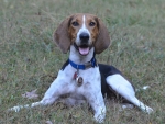 DOG_5486