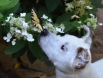 DOG_5505