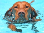 DOG_5515