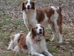 DOG_5950