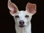 DOG_6203