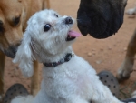 DOG_6390