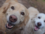 DOG_7361