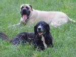 DOG_7849
