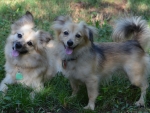 DOG_7956