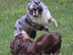 DOG_8166
