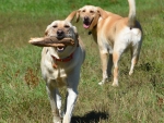 DOG_8251