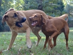 DOG_8665