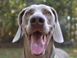 DOG_9360