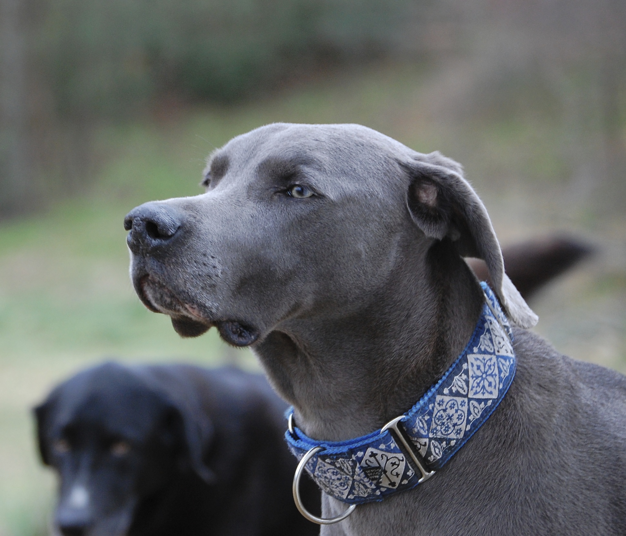 Unveiling The Secrets: Cane Corso & Human Behavior    Astonishing Parallels. - fejnkt0