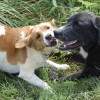 A feel good story to start the week Toby returns to the Ranch, this time on vacation, and says hello to old friend Levi