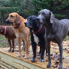 Meet the DD Staff Photo (Left to Right) Ava, Hoss, Levi and Freddie
