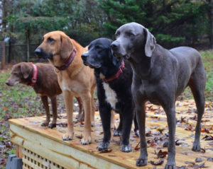 Photo (Left to Right) Ava, Hoss, Levi and Freddie